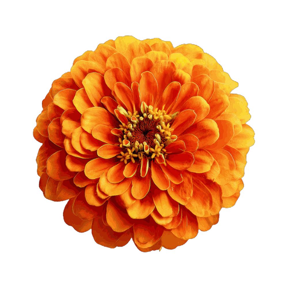 Fleurs comestibles déshydraté